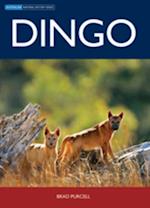 Dingo