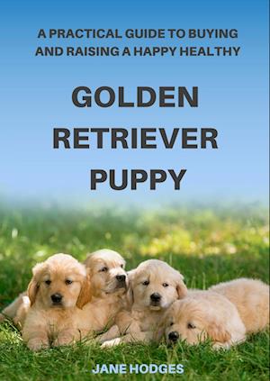 A Practical Guide to Buying and Raising A Happy Healthy Golden Retriever Puppy