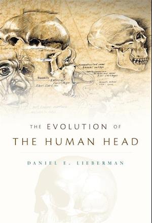 The Evolution of the Human Head