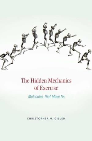 Hidden Mechanics of Exercise