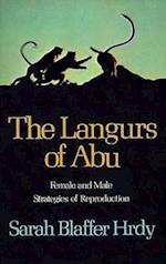 The Langurs of Abu
