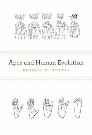 Apes and Human Evolution