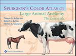 Spurgeon's Color Atlas of Large Animal Anatomy: The Essentials