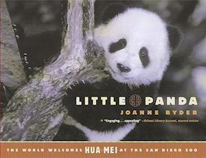 Little Panda