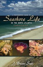 A Photographic Guide to Seashore Life in the North Atlantic