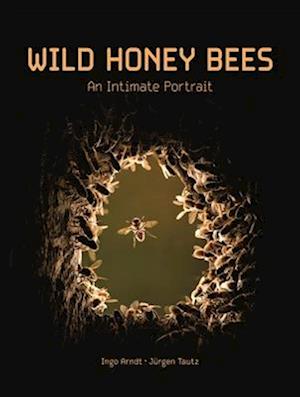 Wild Honey Bees