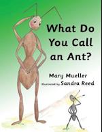 What Do You Call an Ant