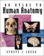 An Atlas To Human Anatomy by Strete/Creek