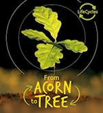 Lifecycles - Acorn to Tree