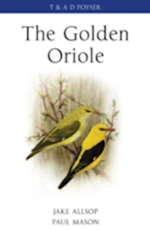 The Golden Oriole