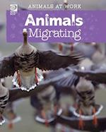 Animals Migrating 