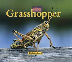 Grasshopper