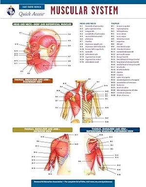 Muscular System