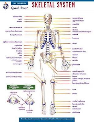 Skeletal System