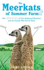Meerkats Of Summer Farm