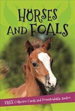 It's all about... Horses and Foals