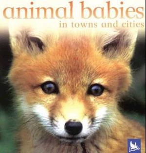 Animal Babies in Towns and Cities