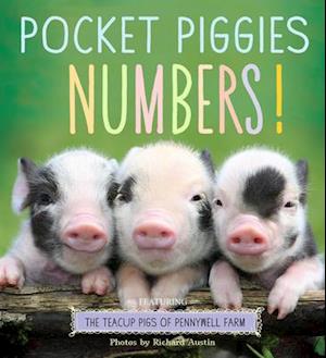 Pocket Piggies Numbers!