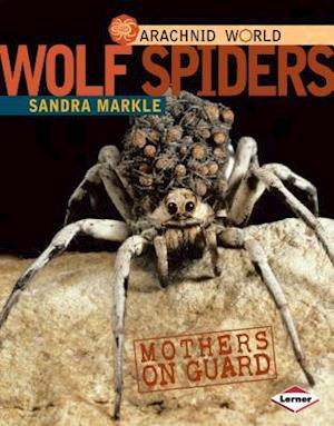 Wolf Spiders