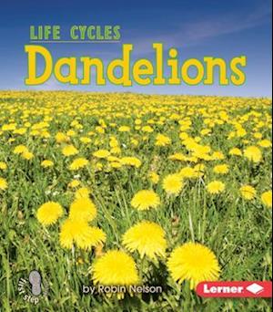 Dandelions