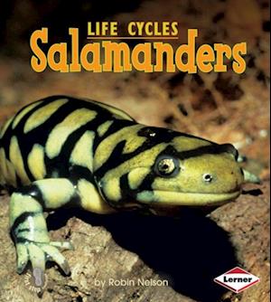 Salamanders