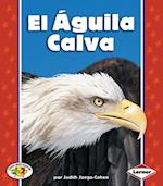 El Águila Calva (The Bald Eagle)