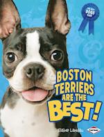 Boston Terriers Are the Best!