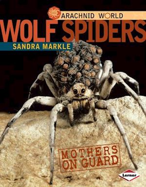 Wolf Spiders