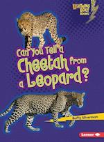 Can You Tell a Cheetah from a Leopard?