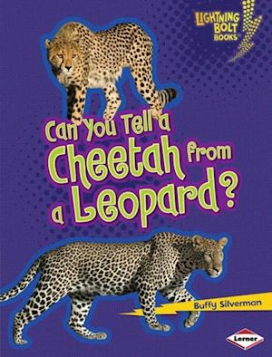 Can You Tell a Cheetah from a Leopard?