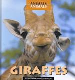 Giraffes