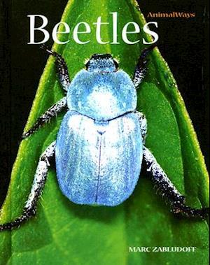 Beetles