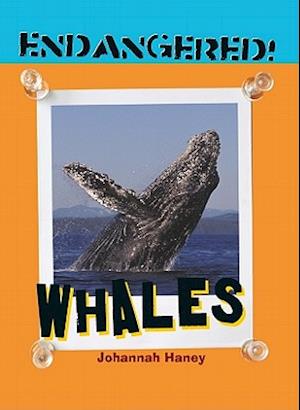 Whales