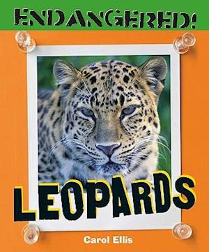 Leopards