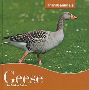 Geese