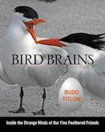 Bird Brains