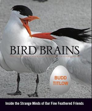 Bird Brains