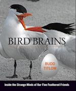 Bird Brains