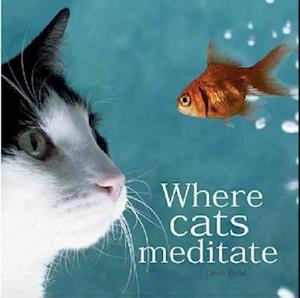 Where Cats Meditate