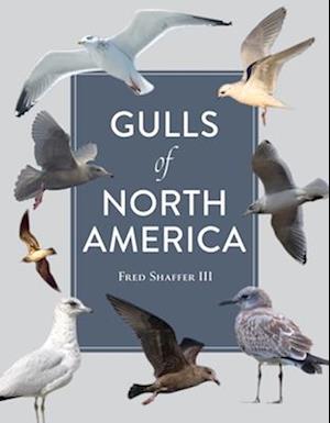 Gulls of North America