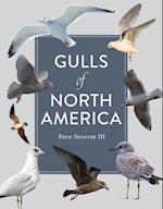 Gulls of North America