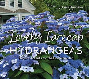 Lovely Lacecap Hydrangeas