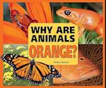 Why Are Animals Orange?