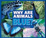 Why Are Animals Blue?