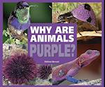 Why Are Animals Purple?