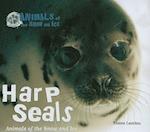 Harp Seals