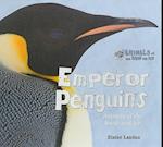 Emperor Penguins