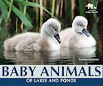 Baby Animals of Lakes and Ponds