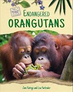 Endangered Orangutans