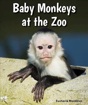 Baby Monkeys at the Zoo